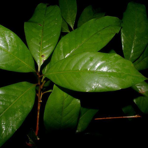 Pouteria glomerata Leaf
