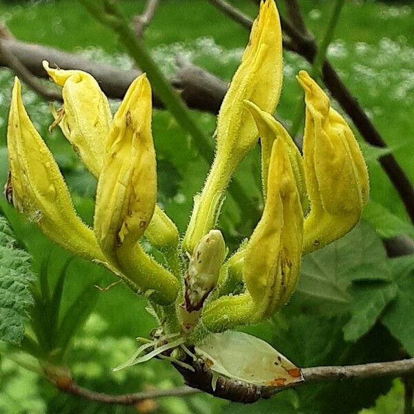 Rhododendron luteum Flor