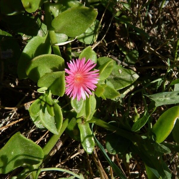 Aptenia cordifolia Άλλα