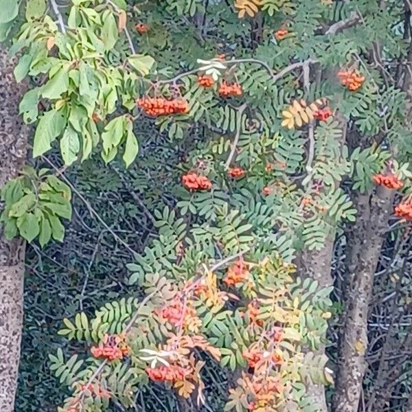 Sorbus aucuparia Fruto