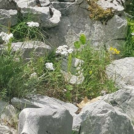 Achillea clavennae Blüte