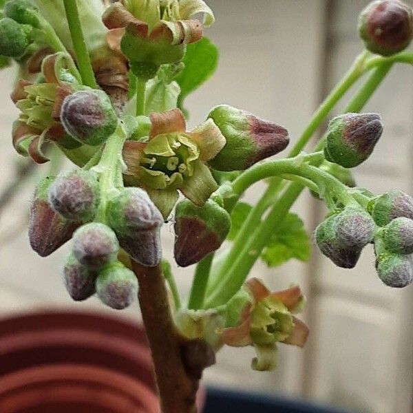 Ribes nigrum Flower