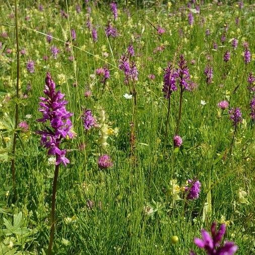 Dactylorhiza majalis Kvet