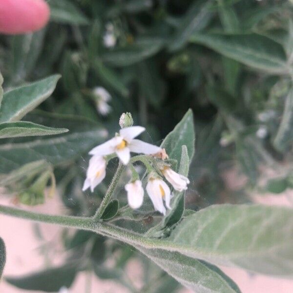 Solanum chenopodioides Bloem