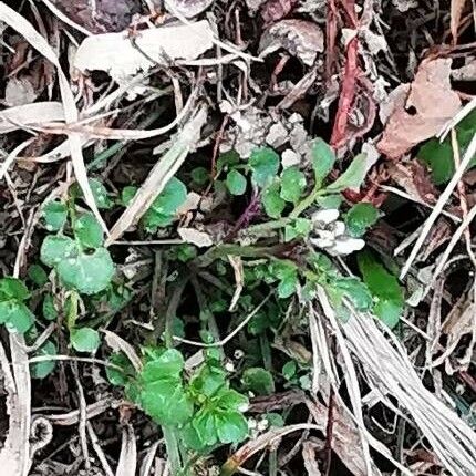 Cardamine parviflora Cvet