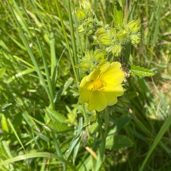 Potentilla recta Floro