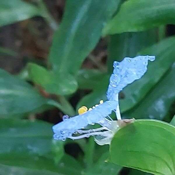 Commelina erecta Kvet