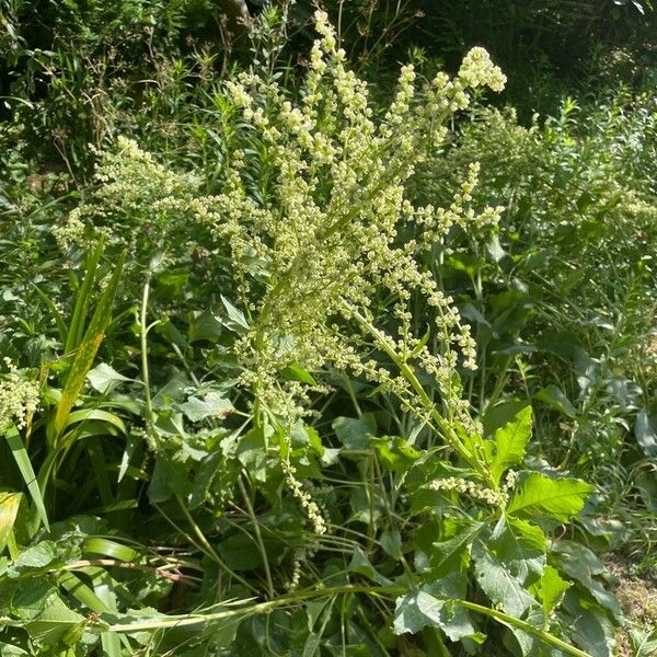 Beta trigyna Flower