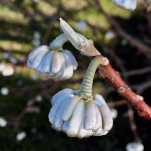 Edgeworthia tomentosa Flors