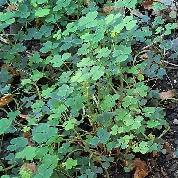 Oxalis tuberosa 叶