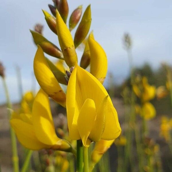 Spartium junceum Flower