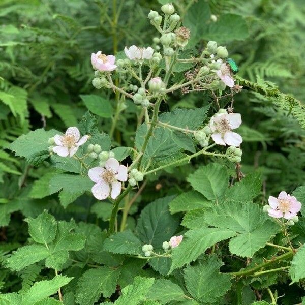 Rubus caesius Floare