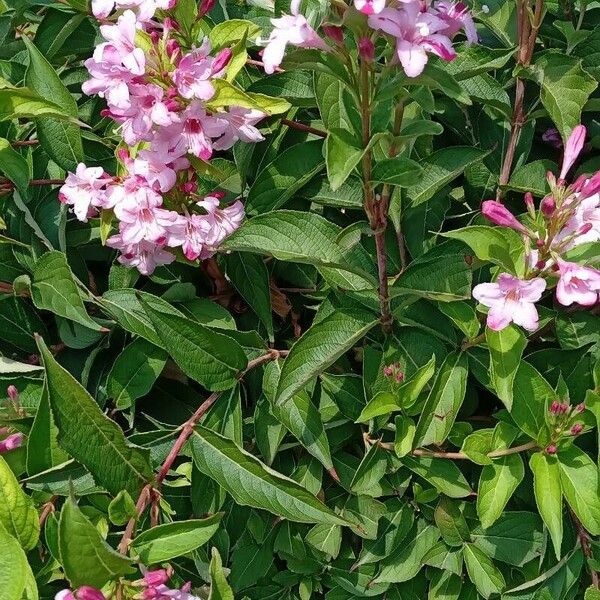 Weigela florida Habit