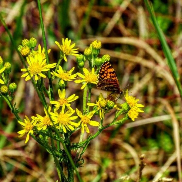 Senecio sylvaticus Květ