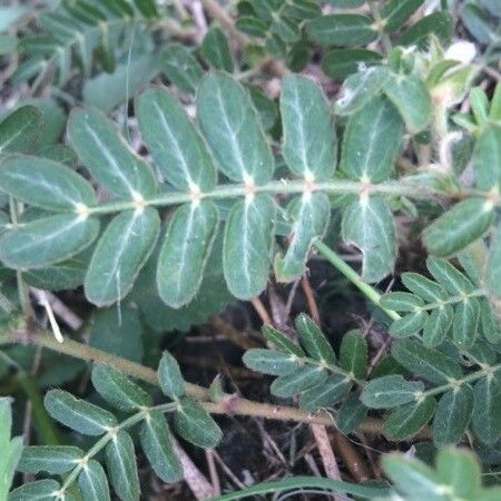 Tribulus cistoides Folha