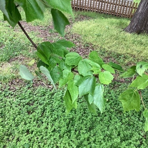 Acer saccharum Levél