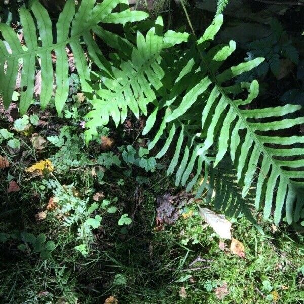 Polypodium vulgare Leaf