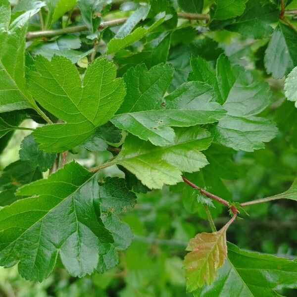 Crataegus laevigata Leaf