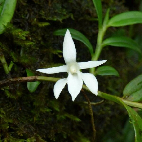 Angraecum ramosum Цветок