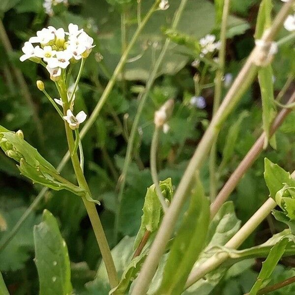 Calepina irregularis Fruto