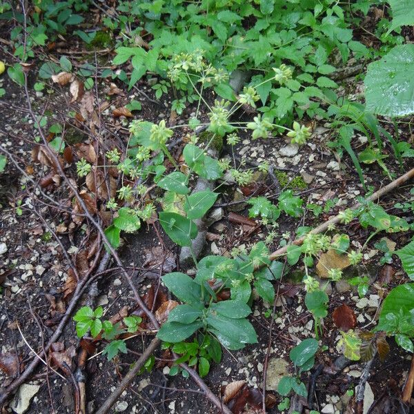 Bupleurum longifolium Fuelha