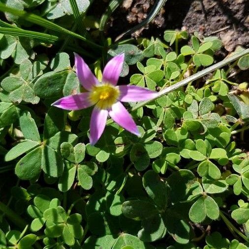 Romulea rosea Flower