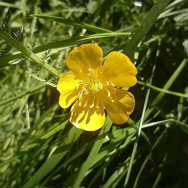 Ranunculus polyanthemos Kvet