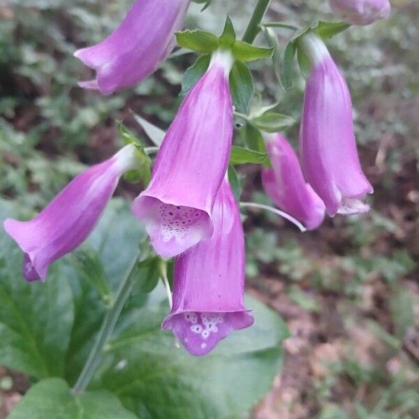 Digitalis purpurea 花