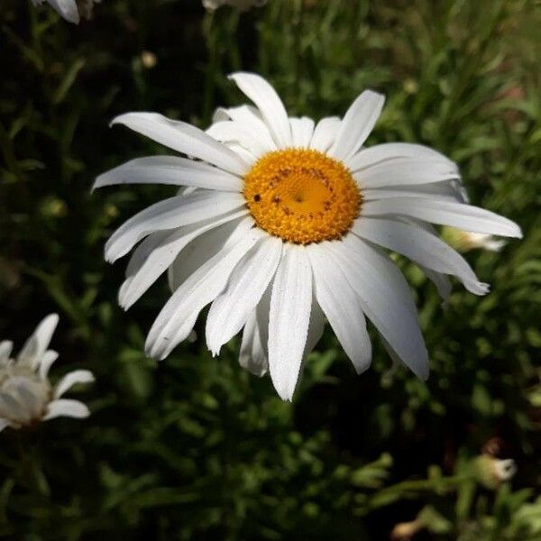 Leucanthemum vulgare Çiçek