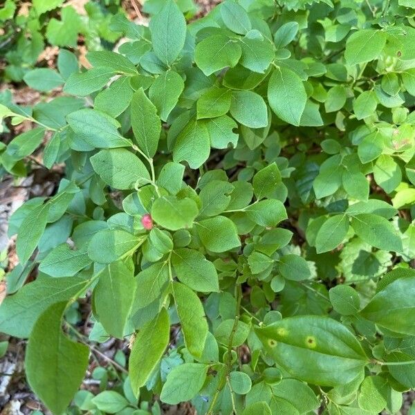 Vaccinium pallidum Habitus