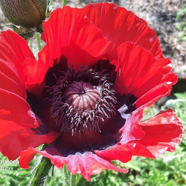 Papaver bracteatum Flower