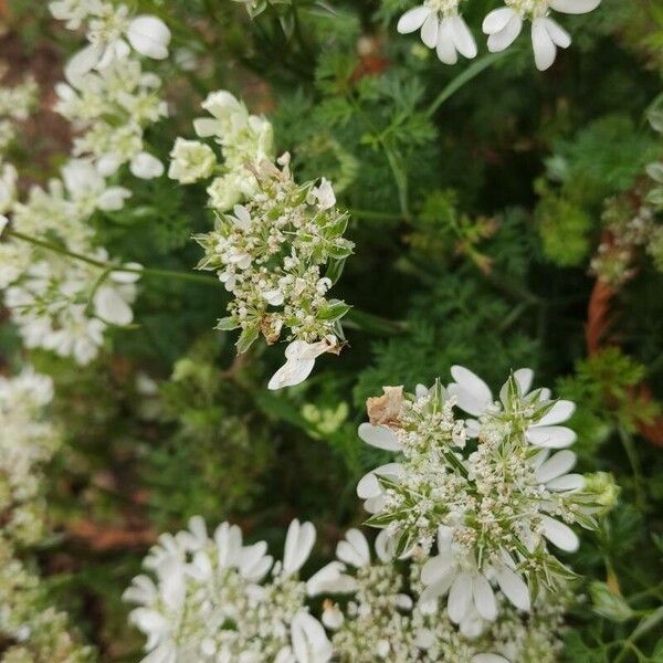 Orlaya grandiflora Cvet