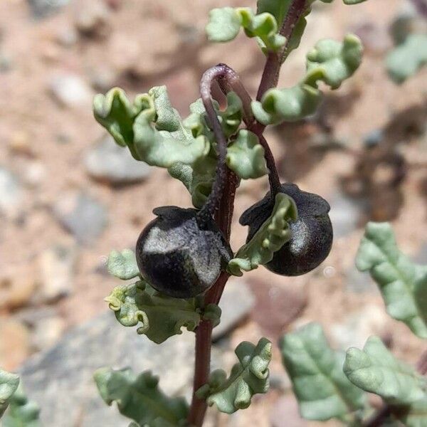 Solanum sinuatirecurvum Frutto