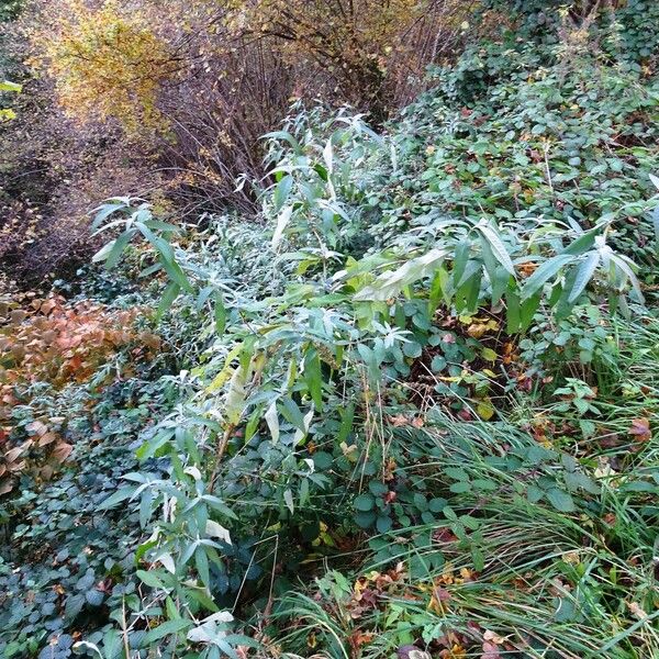 Buddleja davidii Облик