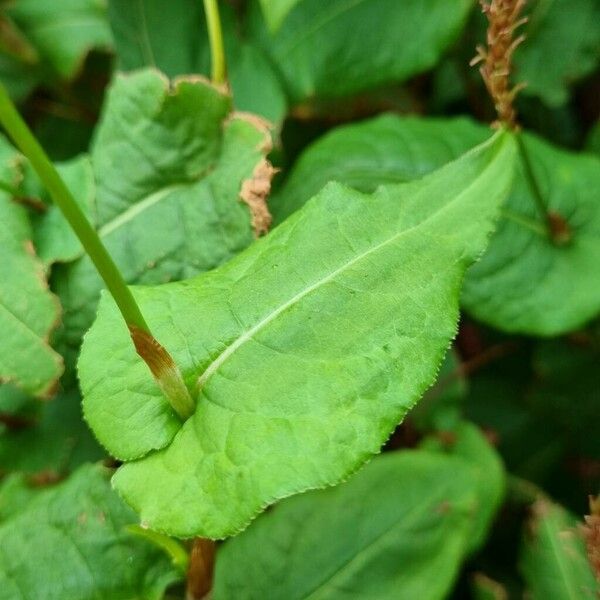 Persicaria orientalis Blatt