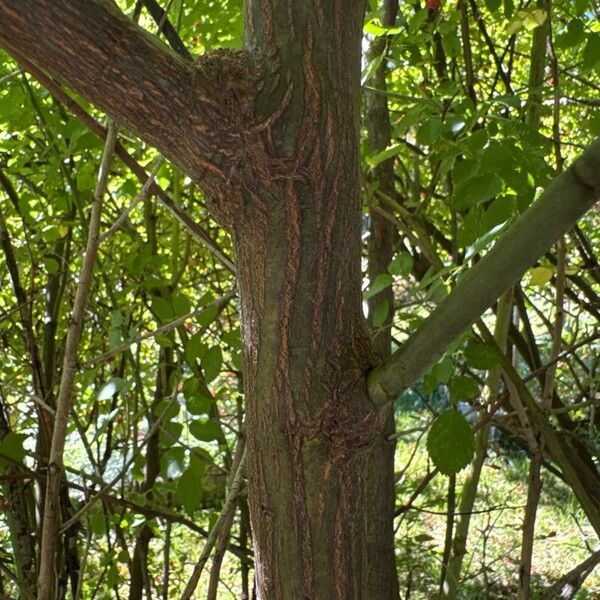 Rosa rubiginosa Bark