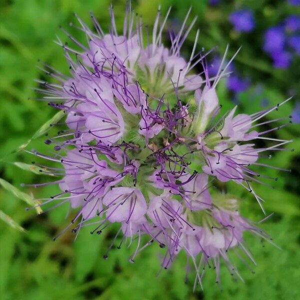 Phacelia tanacetifolia Blüte