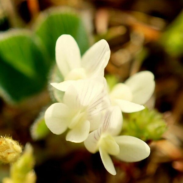 Trifolium subterraneum Bloem