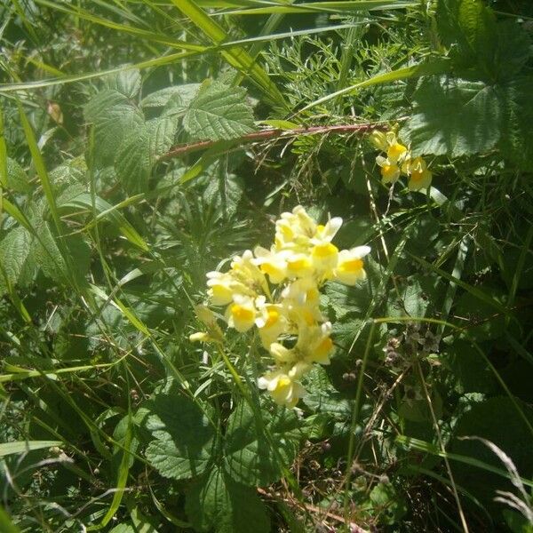 Linaria vulgaris Cvet