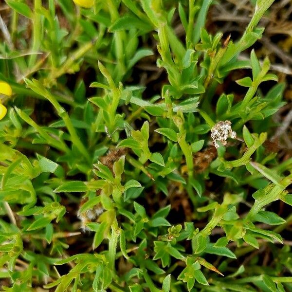 Genista pilosa Leaf