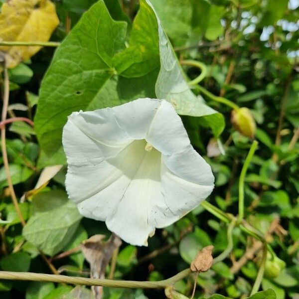 Convolvulus silvaticus Kvet