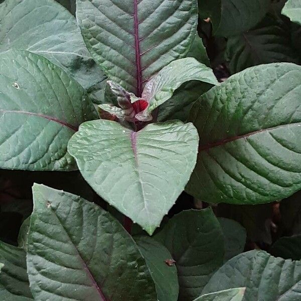 Fuchsia triphylla Blad