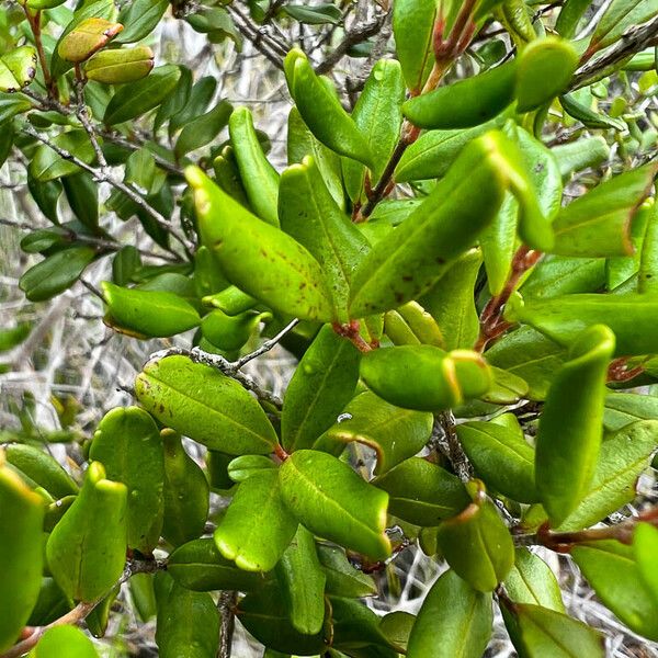 Uromyrtus emarginata Lehti