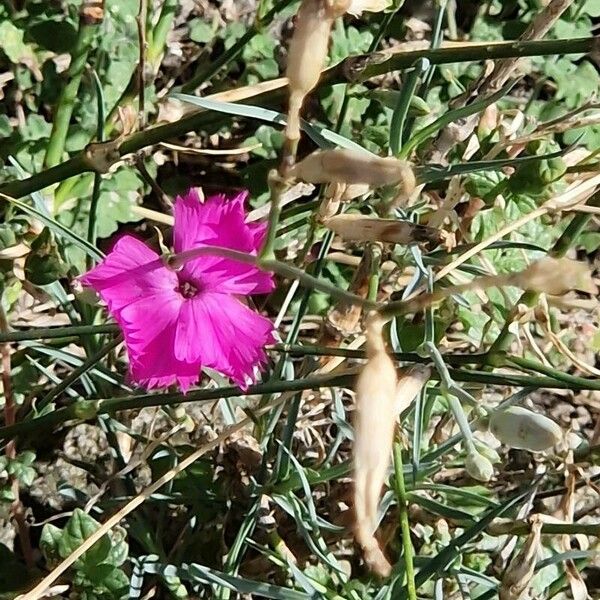 Dianthus gratianopolitanus Celota