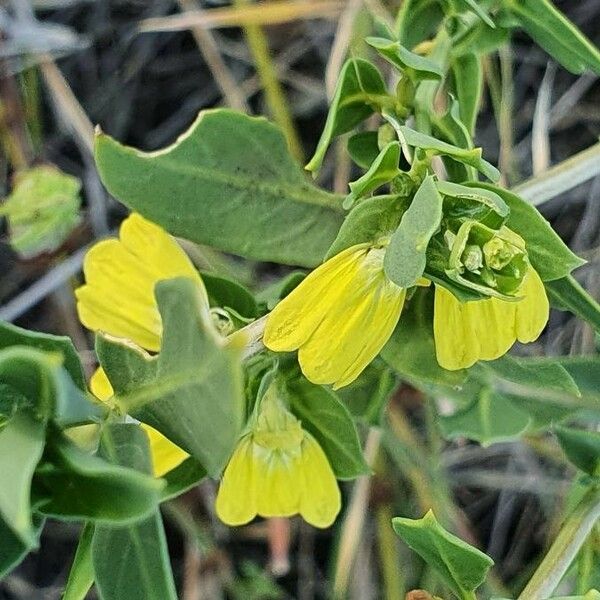 Justicia flava Flower