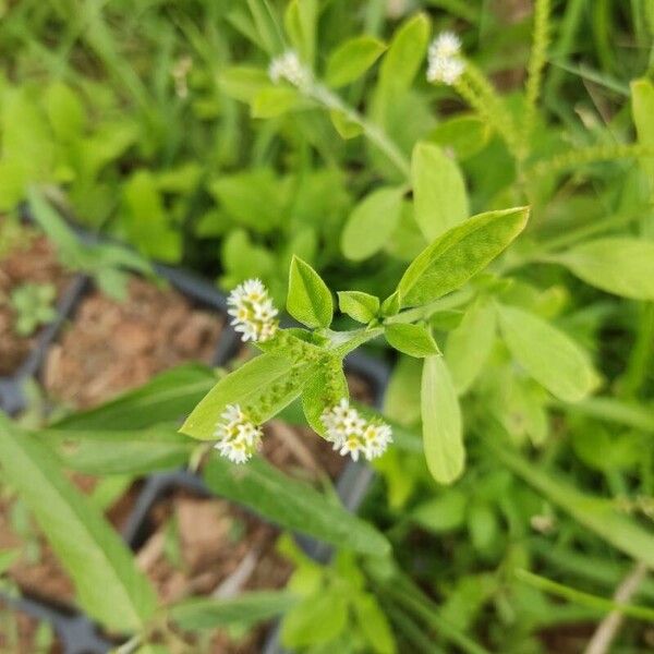 Euploca procumbens Kukka