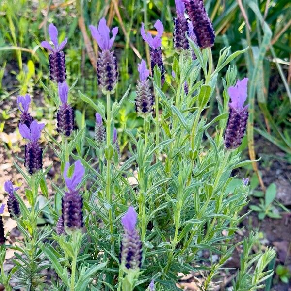 Lavandula stoechas Habitus