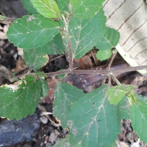 Sida rhombifolia Leaf