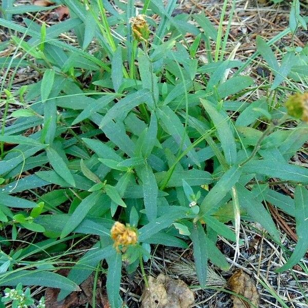 Hieracium sabaudum Lehti