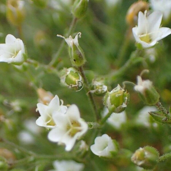 Sabulina verna موطن